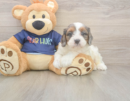 8 week old Cavapoo Puppy For Sale - Windy City Pups