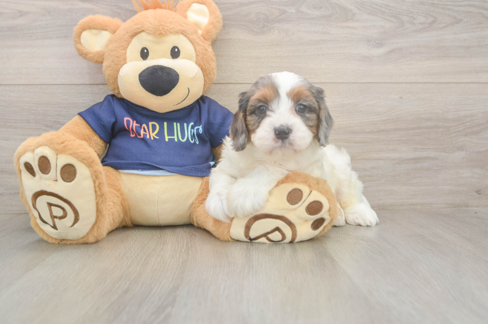 6 week old Cavapoo Puppy For Sale - Windy City Pups
