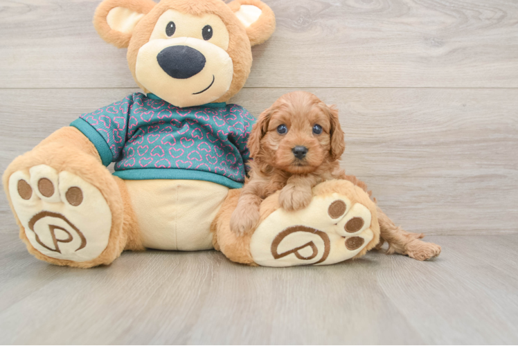 Best Cavapoo Baby