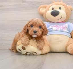 7 week old Cavapoo Puppy For Sale - Windy City Pups