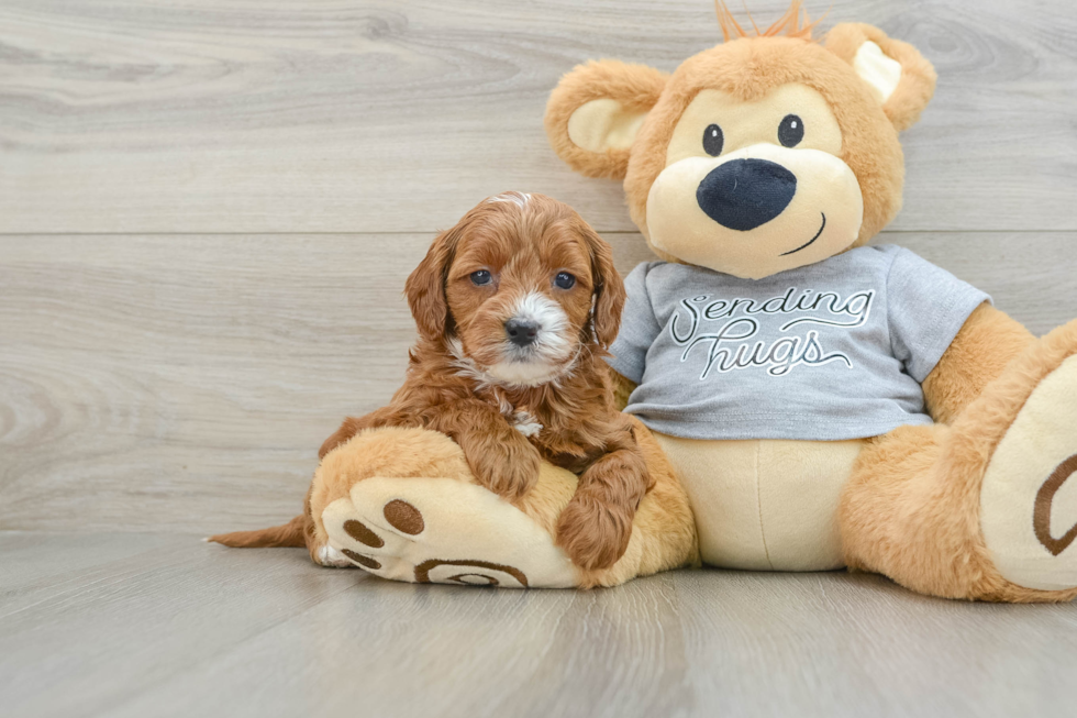 Cavapoo Pup Being Cute