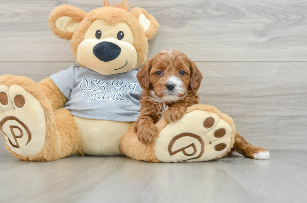 6 week old Cavapoo Puppy For Sale - Windy City Pups