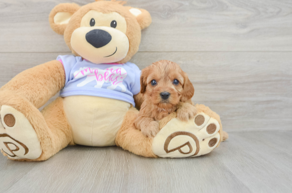 5 week old Cavapoo Puppy For Sale - Windy City Pups