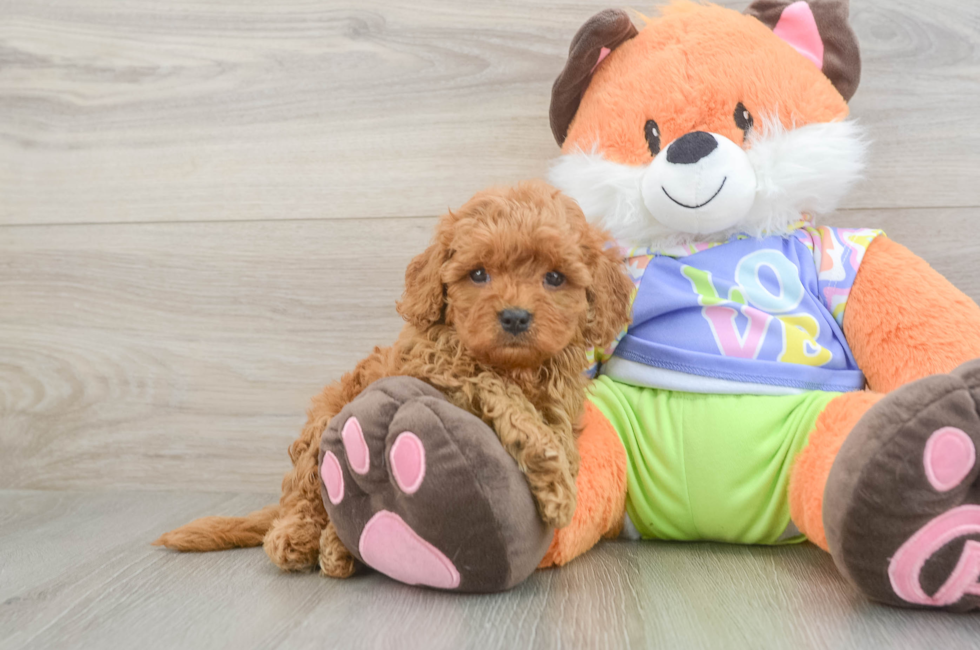 5 week old Cavapoo Puppy For Sale - Windy City Pups