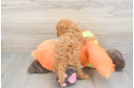 Cavapoo Puppy for Adoption