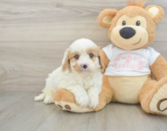 9 week old Cavapoo Puppy For Sale - Windy City Pups