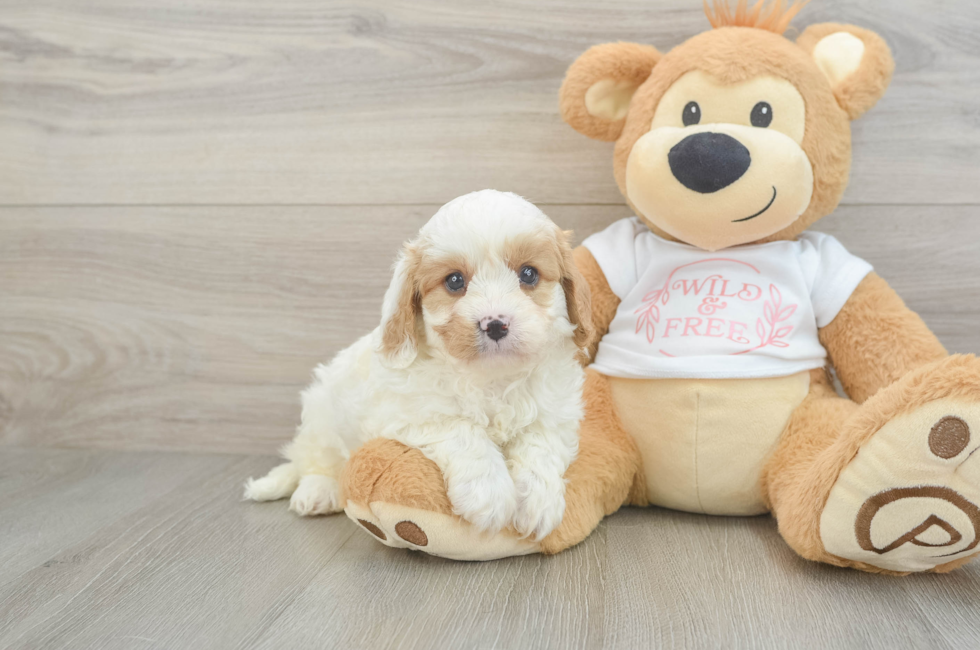 5 week old Cavapoo Puppy For Sale - Windy City Pups