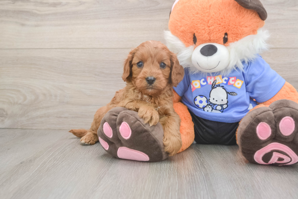 Cavapoo Puppy for Adoption