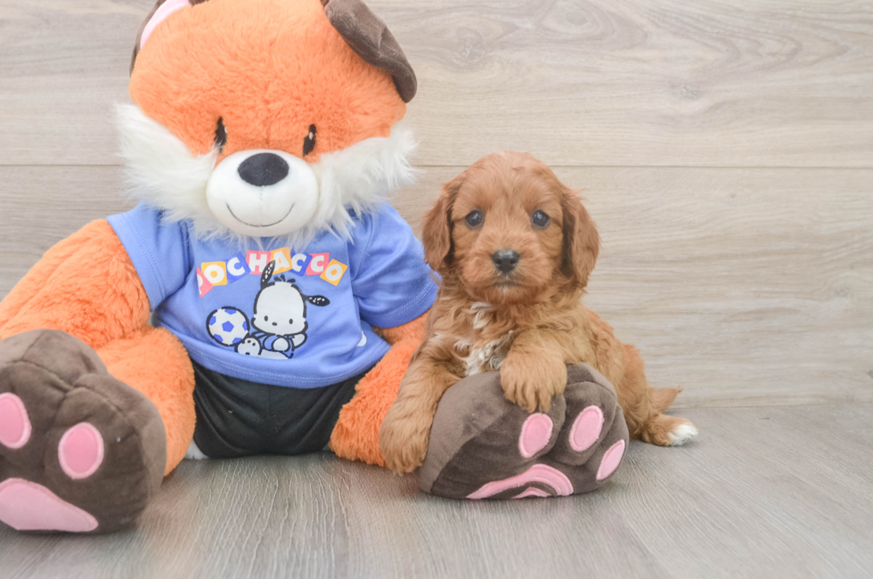 5 week old Cavapoo Puppy For Sale - Windy City Pups