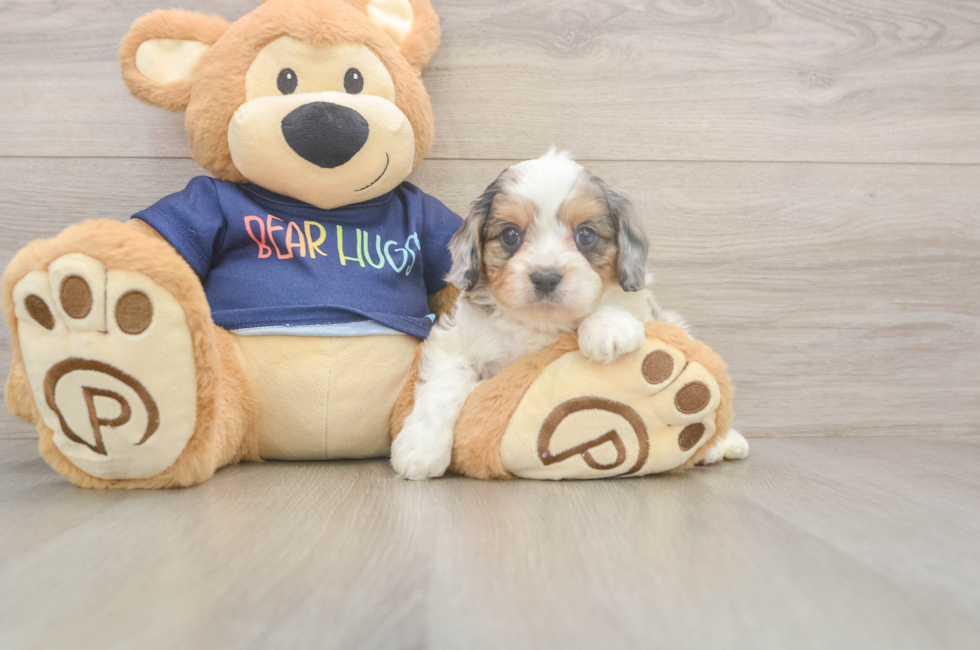 6 week old Cavapoo Puppy For Sale - Windy City Pups