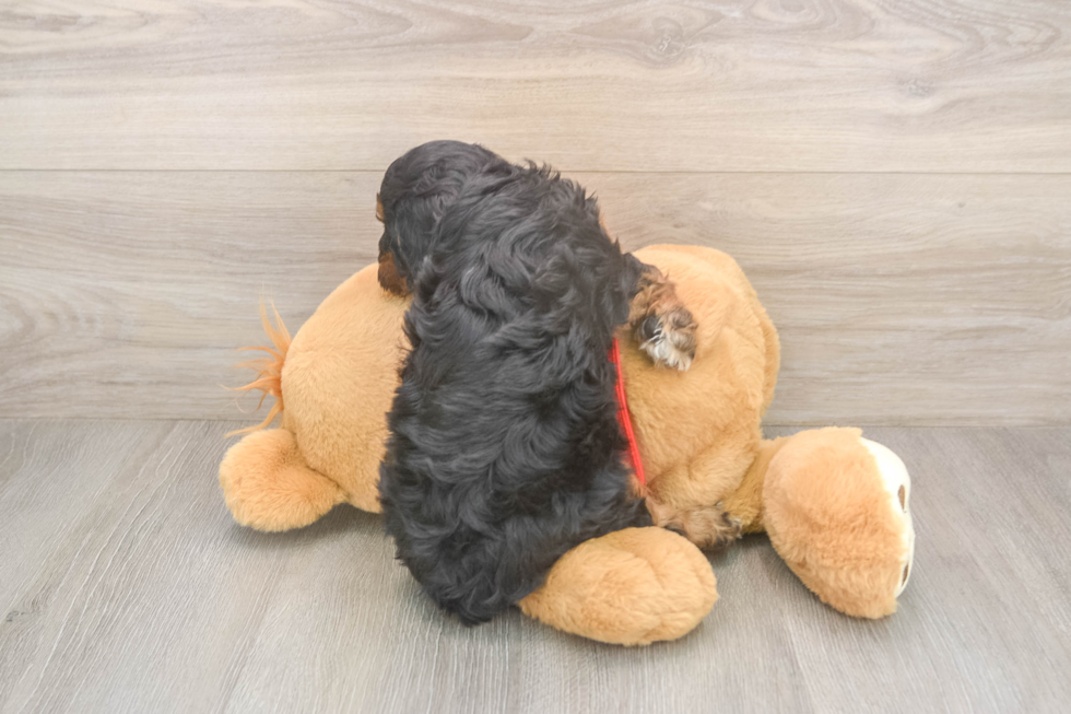 Smart Cavapoo Poodle Mix Pup