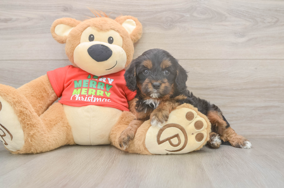 6 week old Cavapoo Puppy For Sale - Windy City Pups