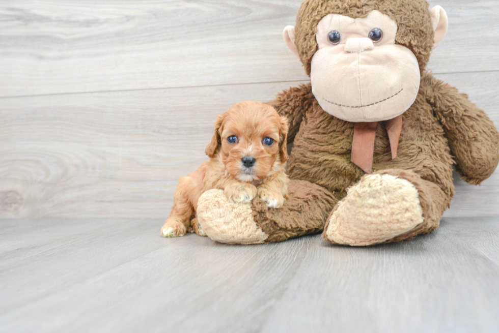 Small Cavapoo Baby