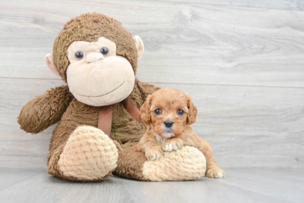 Small Cavapoo Baby