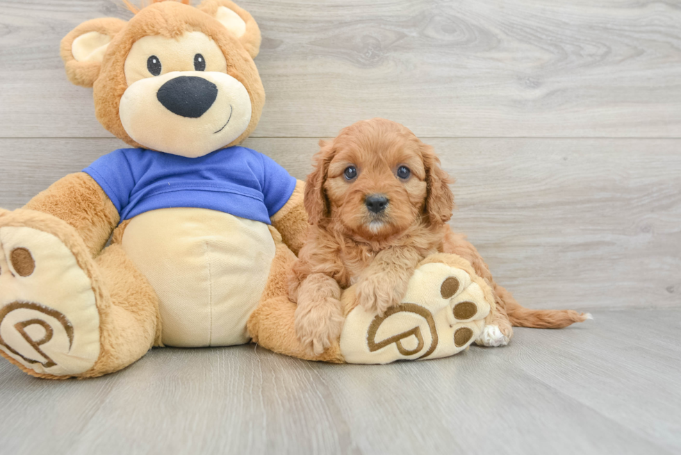 Fluffy Cavapoo Poodle Mix Pup