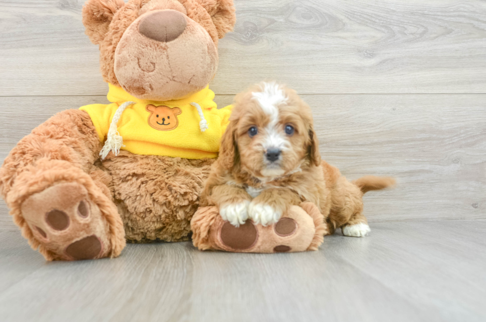 7 week old Cavapoo Puppy For Sale - Windy City Pups