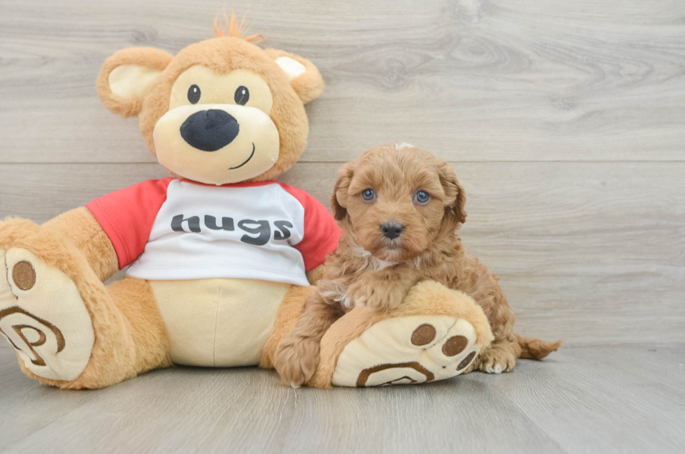 7 week old Cavapoo Puppy For Sale - Windy City Pups