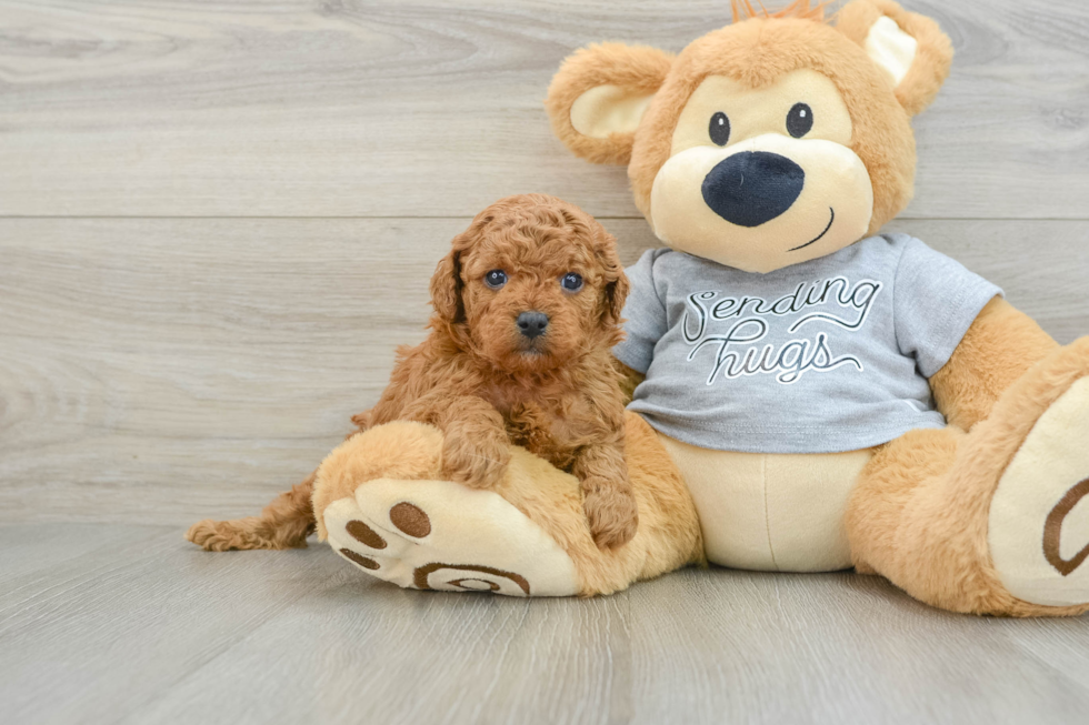 Smart Cavapoo Poodle Mix Pup