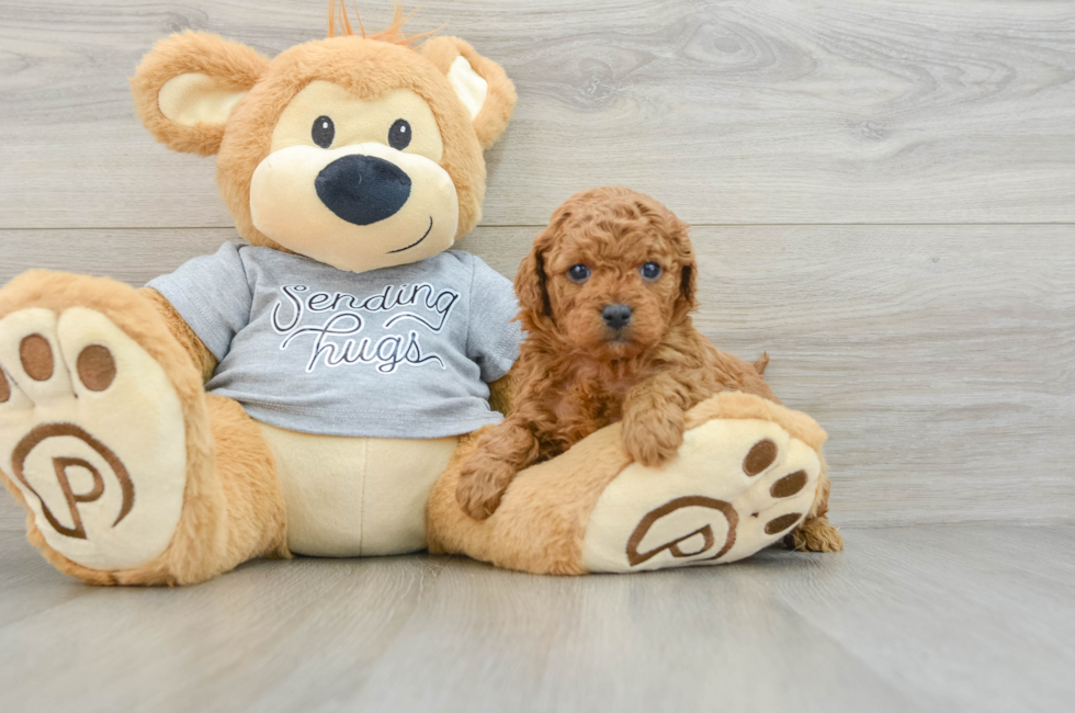 6 week old Cavapoo Puppy For Sale - Windy City Pups