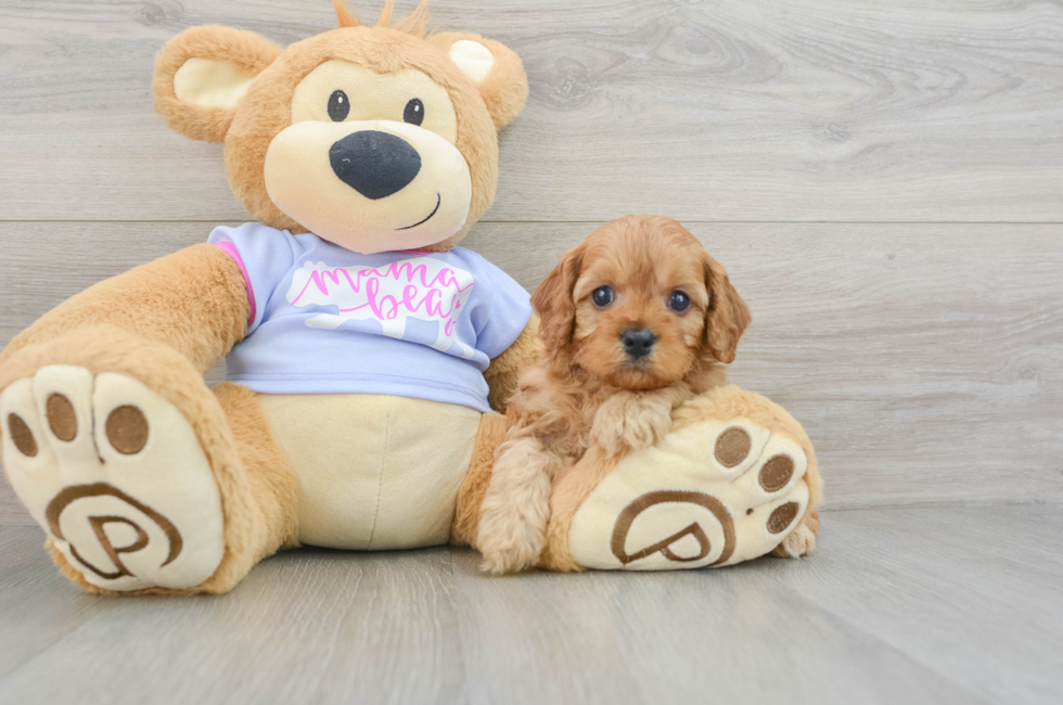 5 week old Cavapoo Puppy For Sale - Windy City Pups