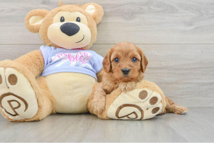 Cute Cavapoo Baby