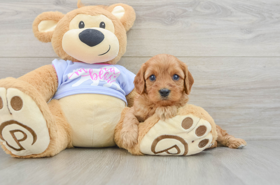 5 week old Cavapoo Puppy For Sale - Windy City Pups