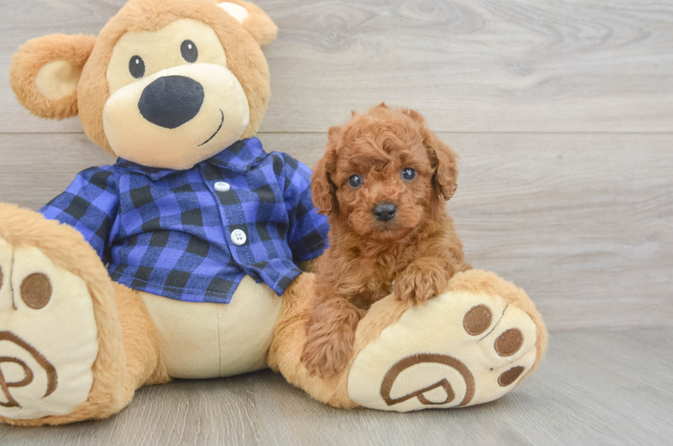 6 week old Cavapoo Puppy For Sale - Windy City Pups