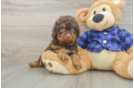 Cavapoo Pup Being Cute