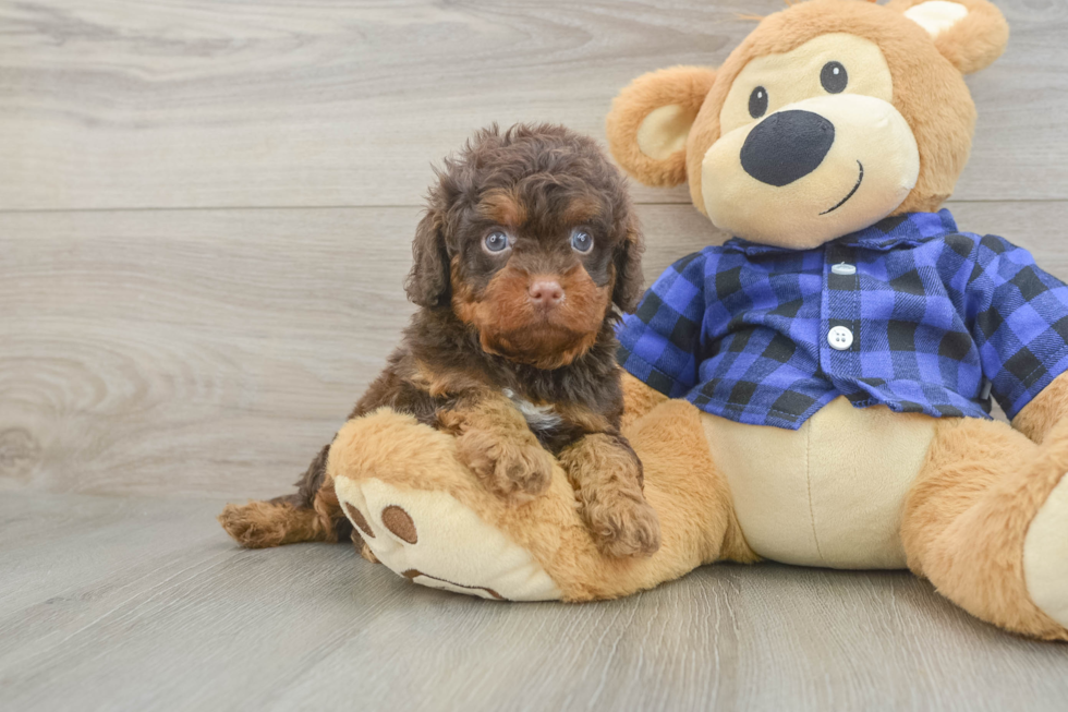 Cavapoo Pup Being Cute