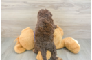 Adorable Cavalier King Charles Spaniel and Poodle Mix Poodle Mix Puppy