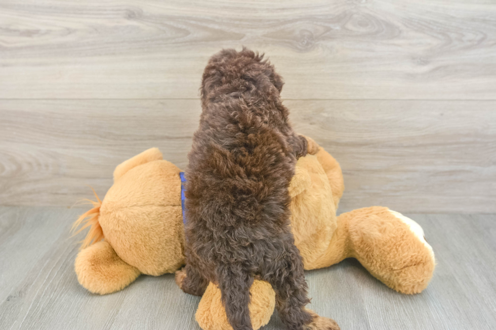 Adorable Cavalier King Charles Spaniel and Poodle Mix Poodle Mix Puppy