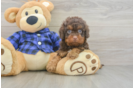 Cavapoo Puppy for Adoption