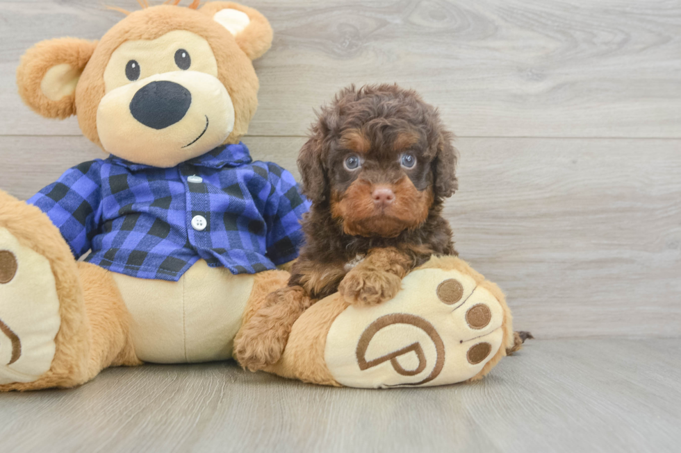Cavapoo Puppy for Adoption
