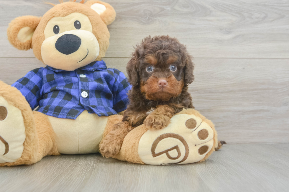 5 week old Cavapoo Puppy For Sale - Windy City Pups