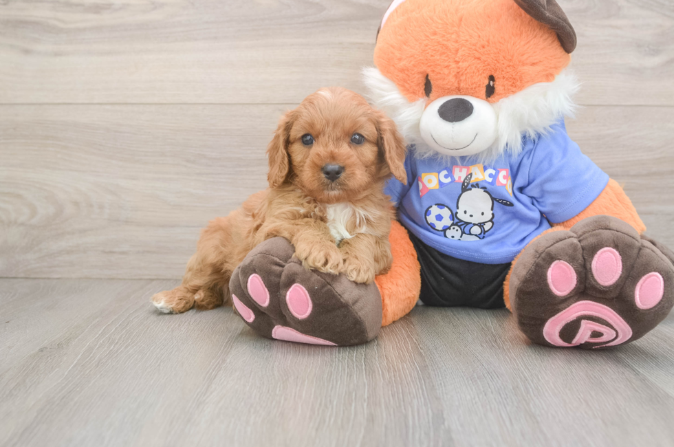 5 week old Cavapoo Puppy For Sale - Windy City Pups