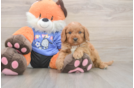 Best Cavapoo Baby