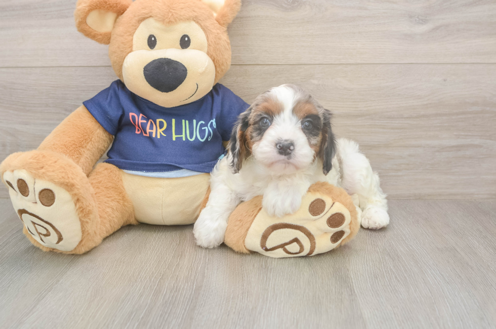 6 week old Cavapoo Puppy For Sale - Windy City Pups