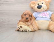 7 week old Cavapoo Puppy For Sale - Windy City Pups