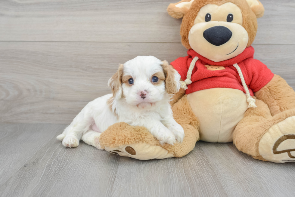 Cavapoo Pup Being Cute