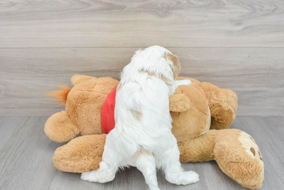 Cavapoo Pup Being Cute