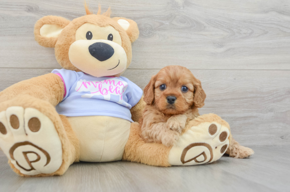 5 week old Cavapoo Puppy For Sale - Windy City Pups