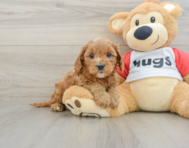 9 week old Cavapoo Puppy For Sale - Windy City Pups