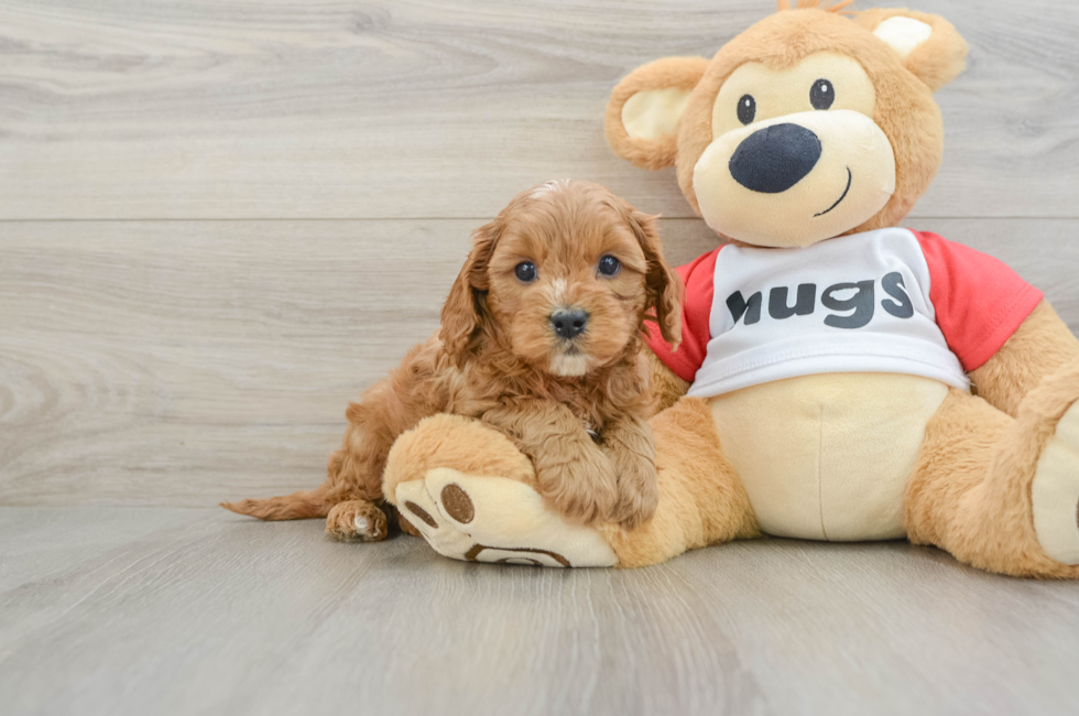 6 week old Cavapoo Puppy For Sale - Windy City Pups