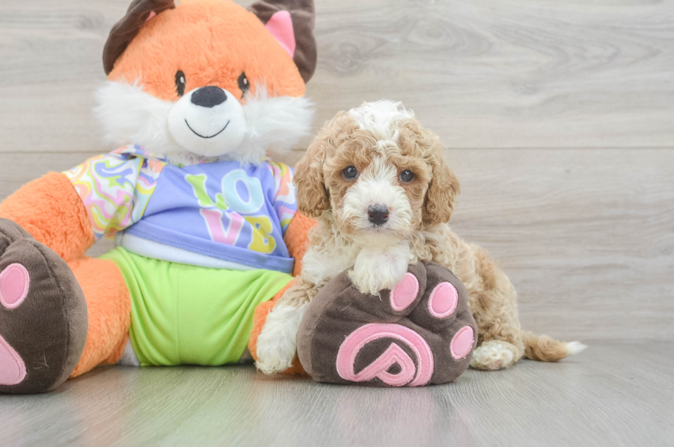 5 week old Cavapoo Puppy For Sale - Windy City Pups