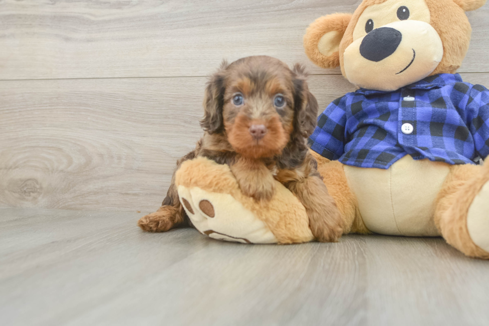 Cavapoo Puppy for Adoption