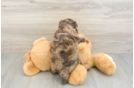 Cavapoo Puppy for Adoption