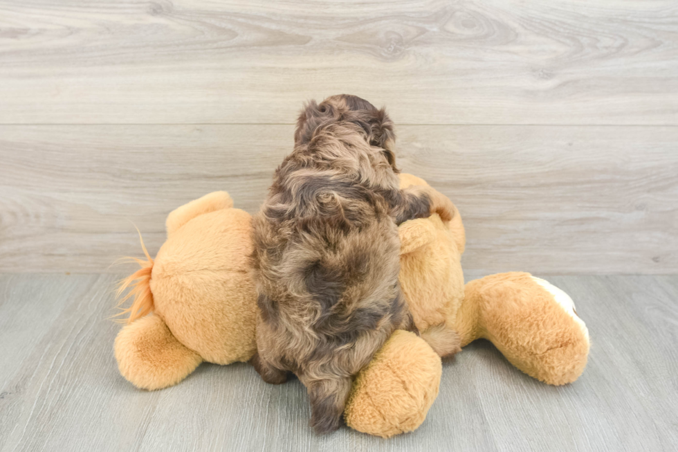 Cavapoo Puppy for Adoption
