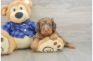 Hypoallergenic Cavadoodle Poodle Mix Puppy