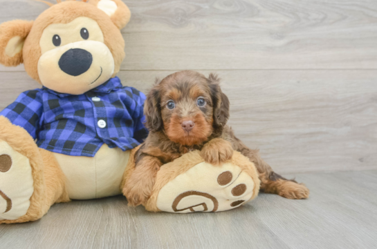 Hypoallergenic Cavadoodle Poodle Mix Puppy