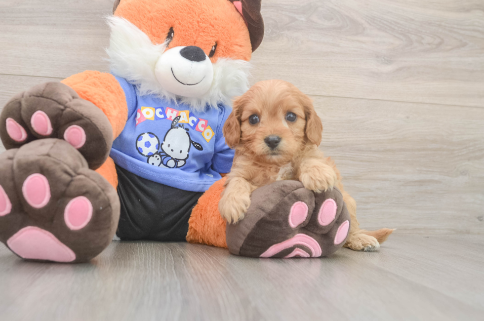 5 week old Cavapoo Puppy For Sale - Windy City Pups